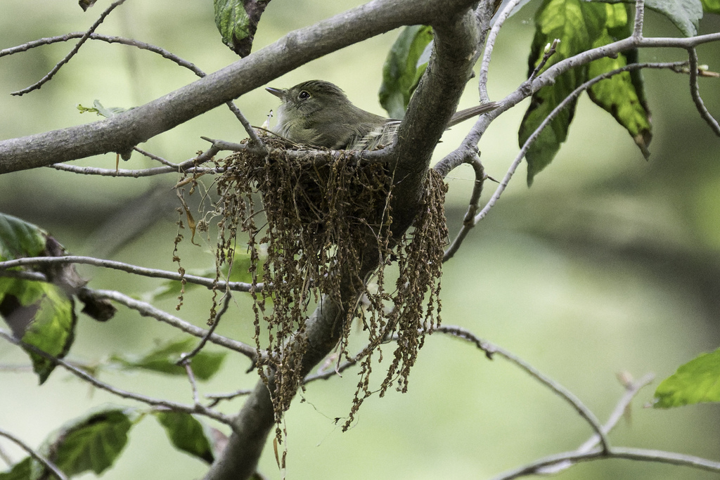 Acadian Flycatcher