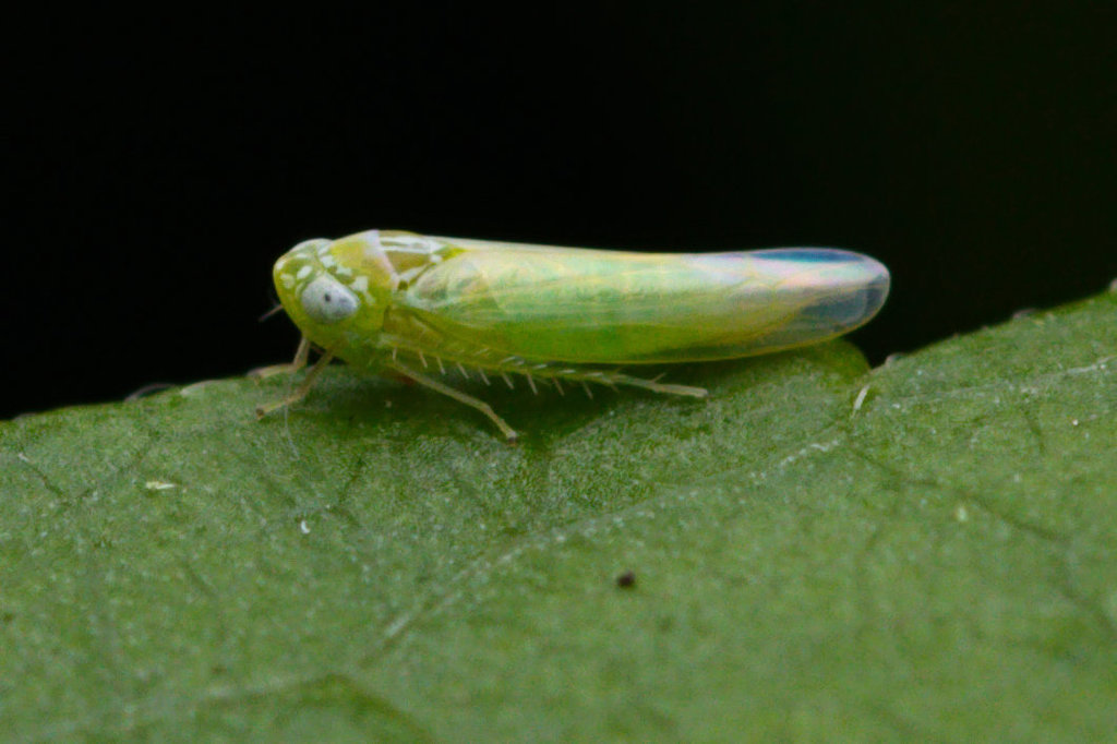 Potato Leafhopper reference