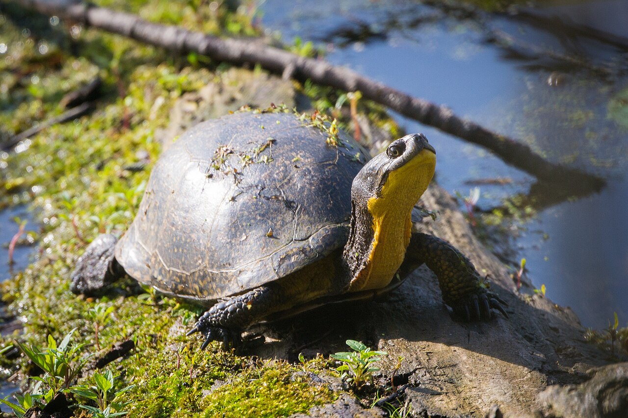 Blanding's Turtle reference