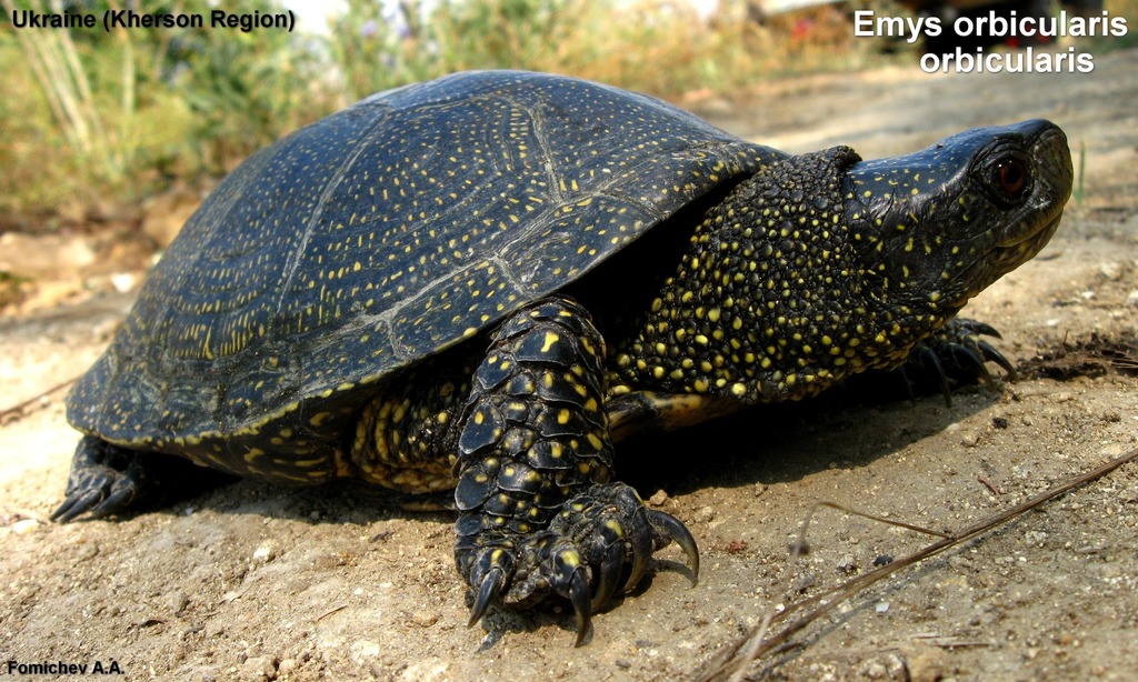 European Pond Turtle reference