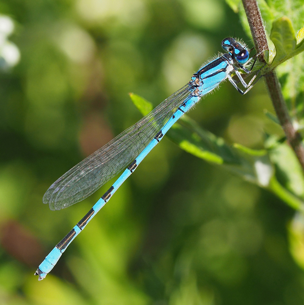 Familiar Bluet reference