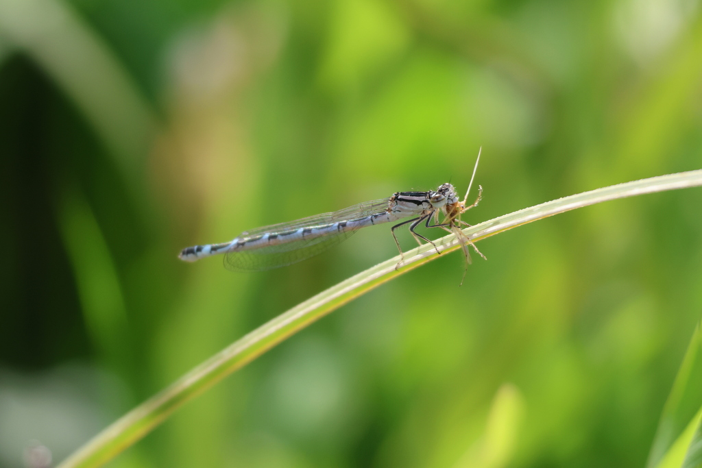 Common Blue Damselfly reference