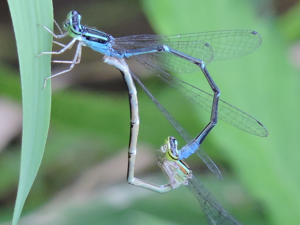 Stream Bluet reference