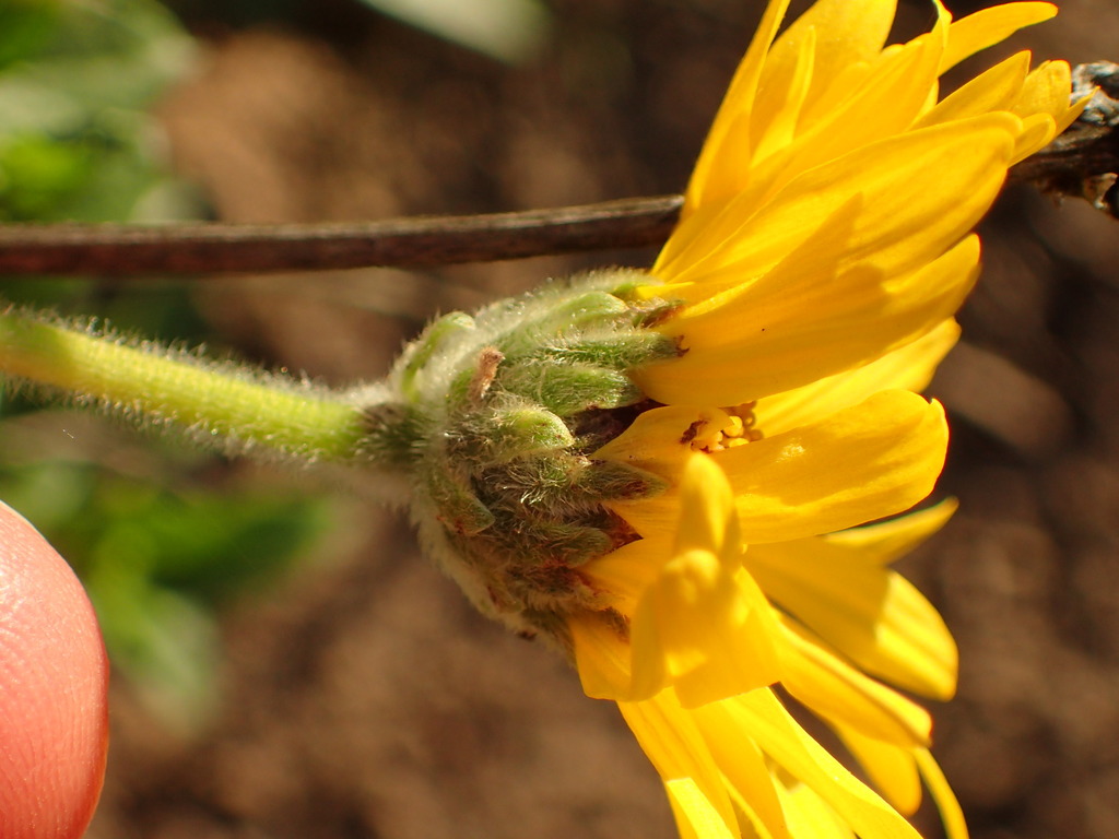 California brittlebush reference