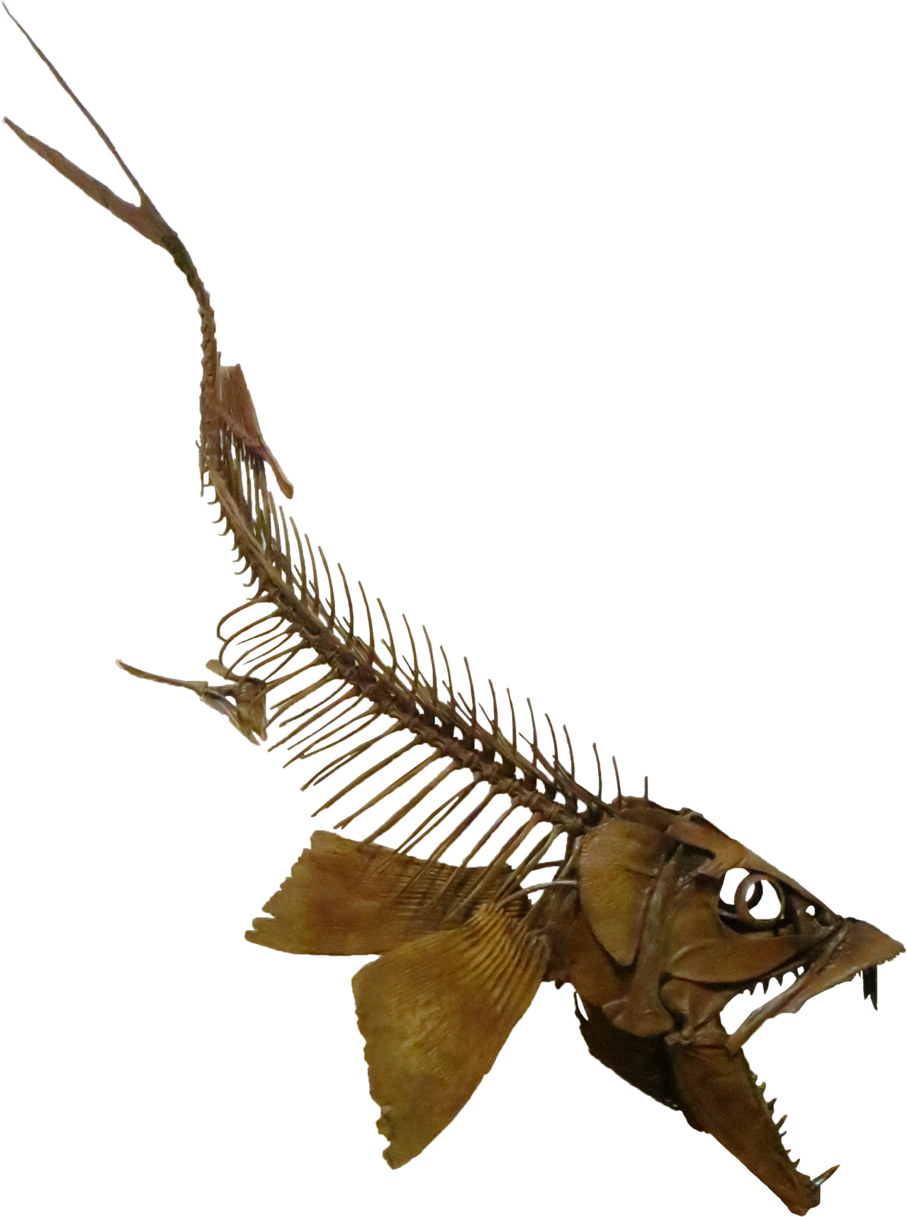 Enchodus gladiolus reference