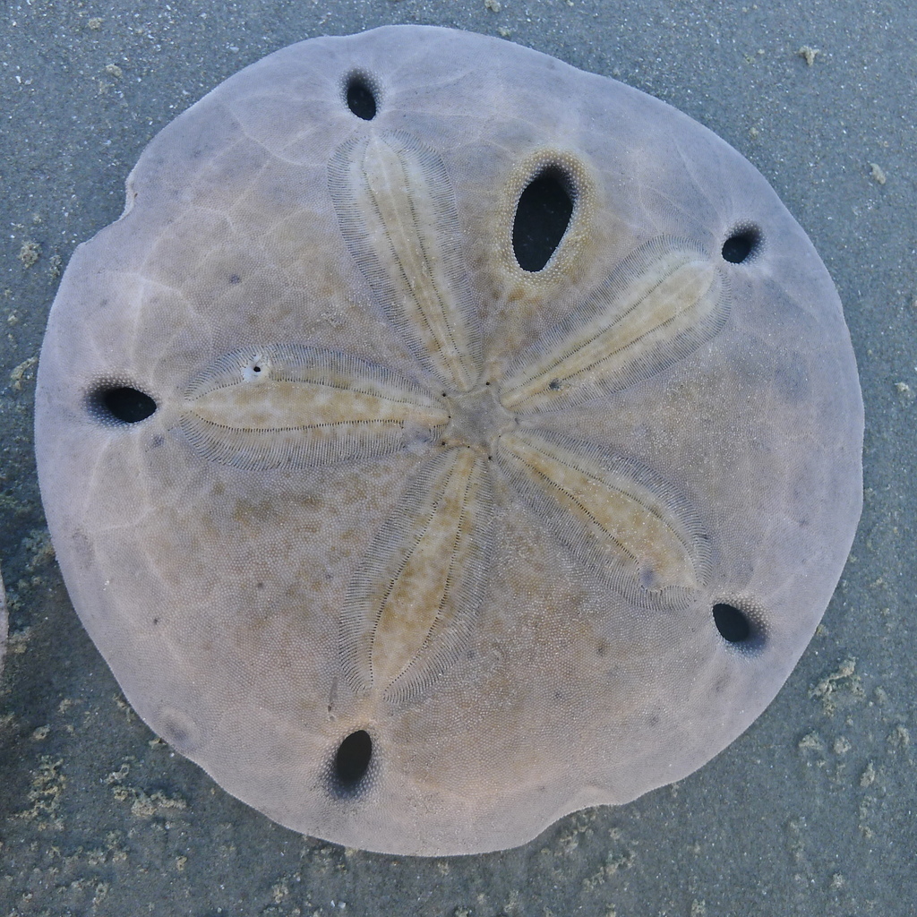 Six-pored Sand Dollar reference