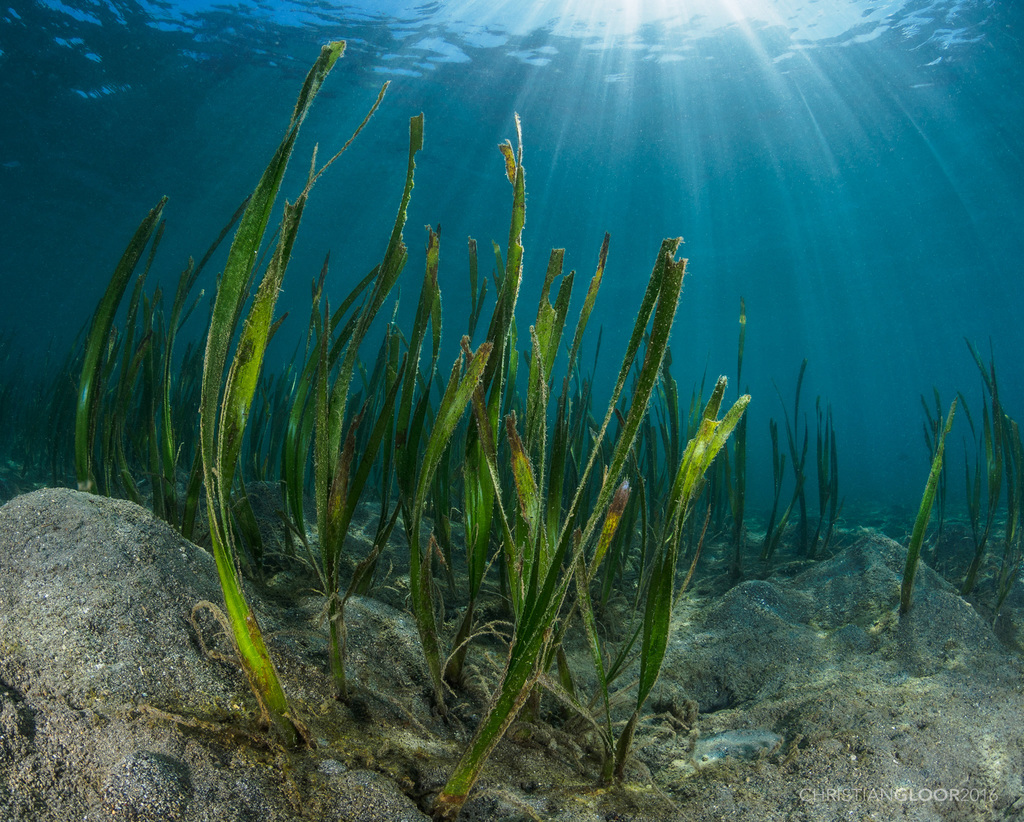 Tape Seagrass reference
