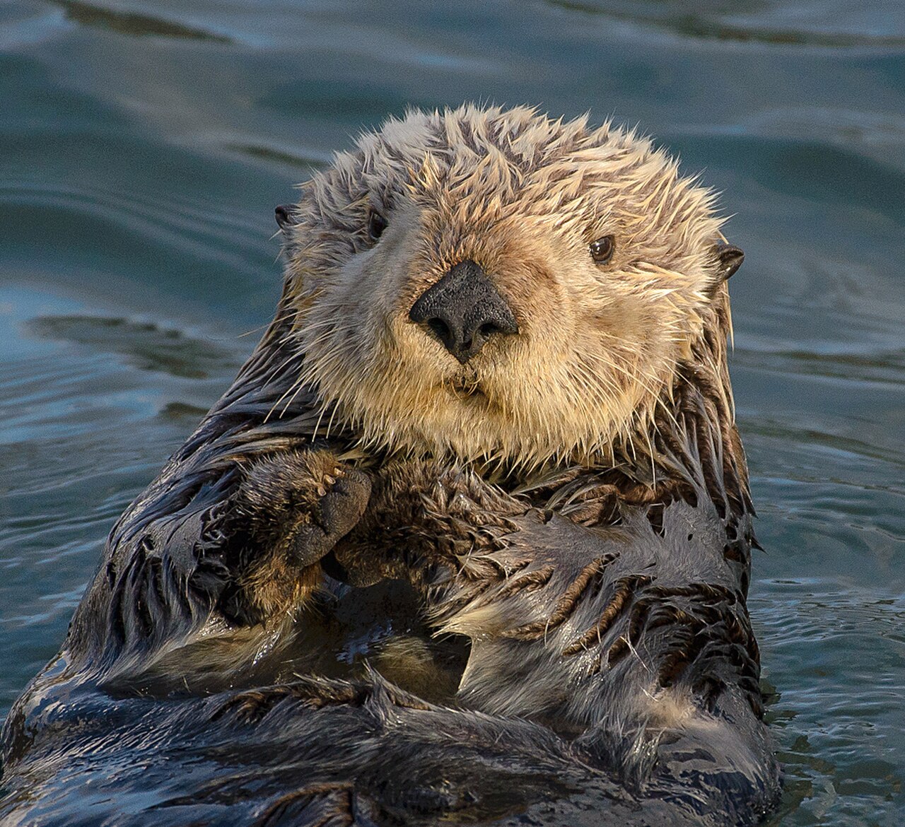 Sea Otter reference