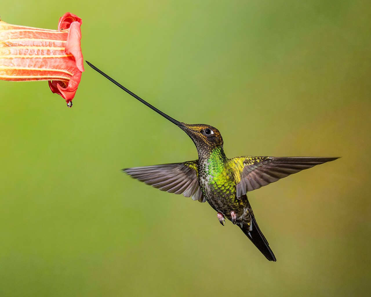 Sword-billed Hummingbird reference