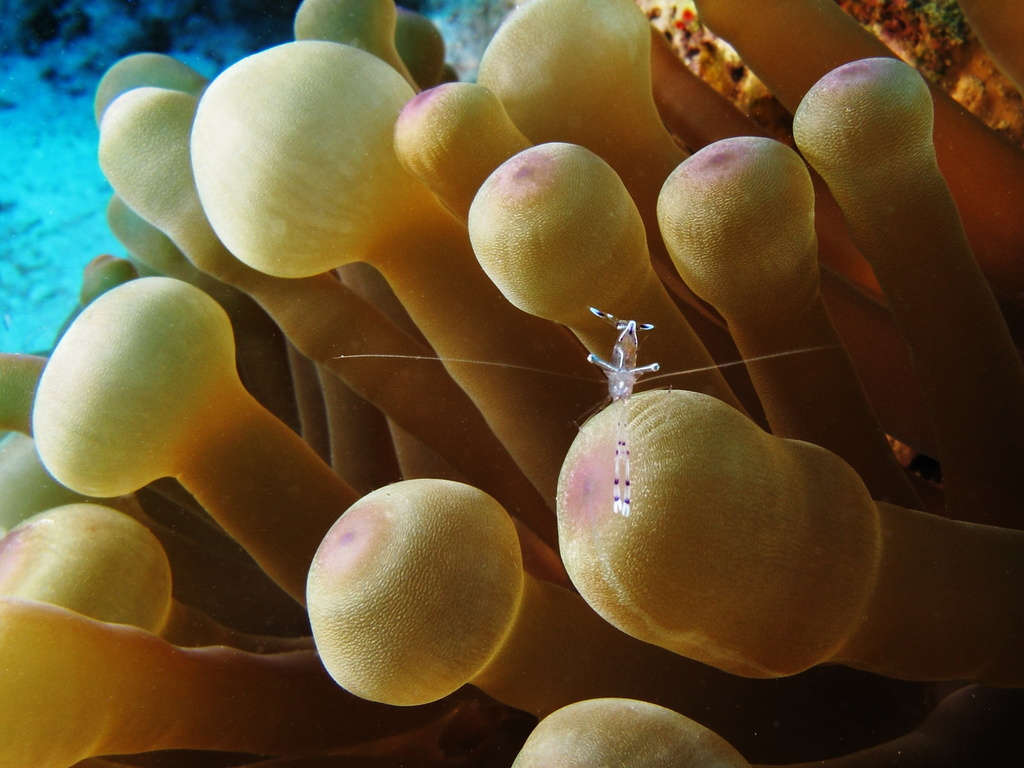 Bubble-tip Anemone reference