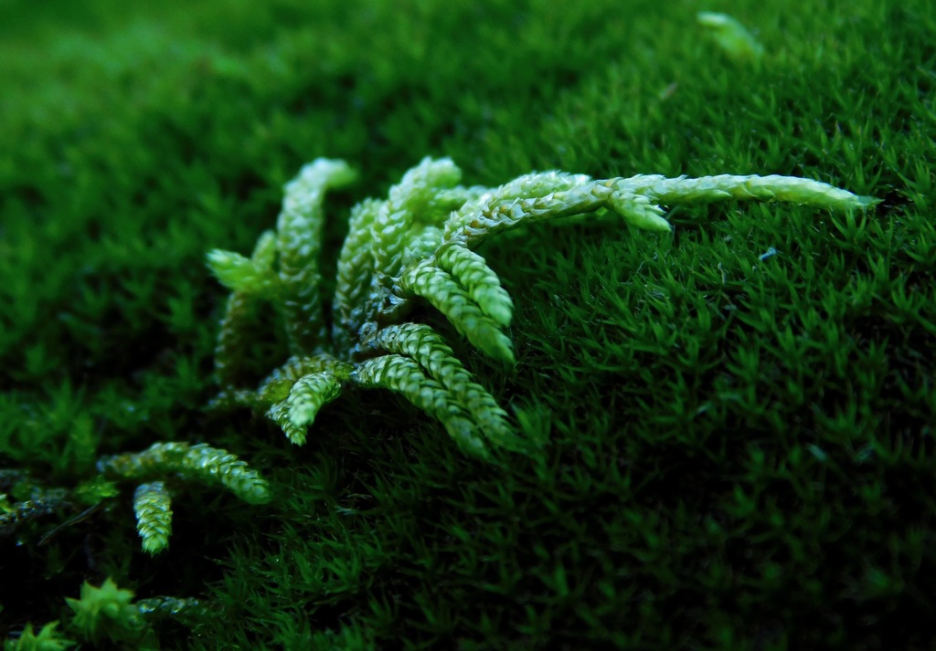 Seductive Entodon Moss reference