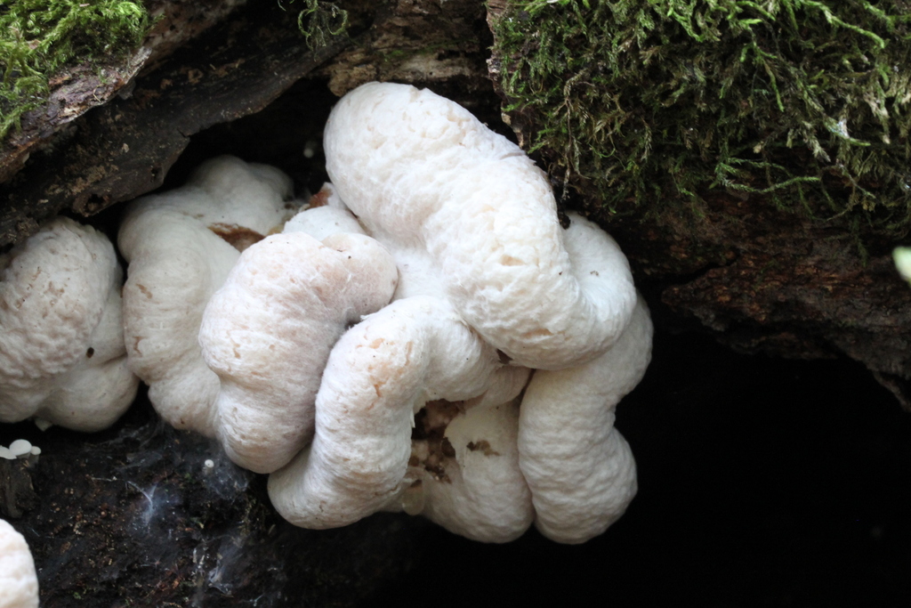 Aborted Entoloma reference