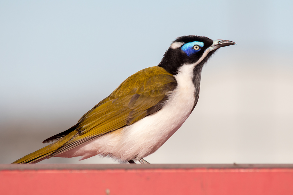 Blue-faced Honeyeater reference