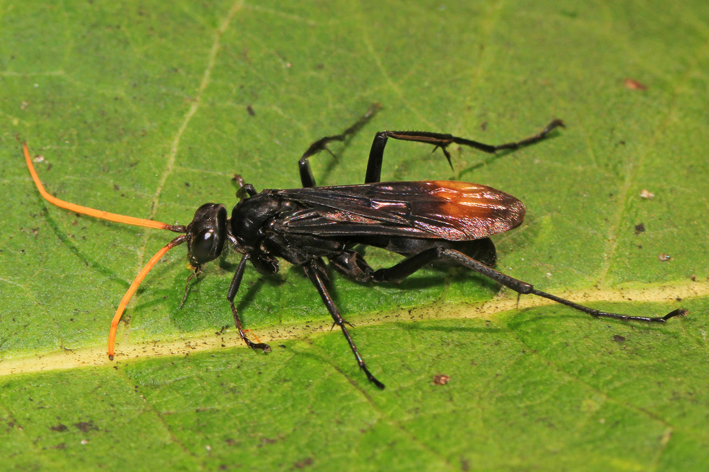 Entypus unifasciatus reference