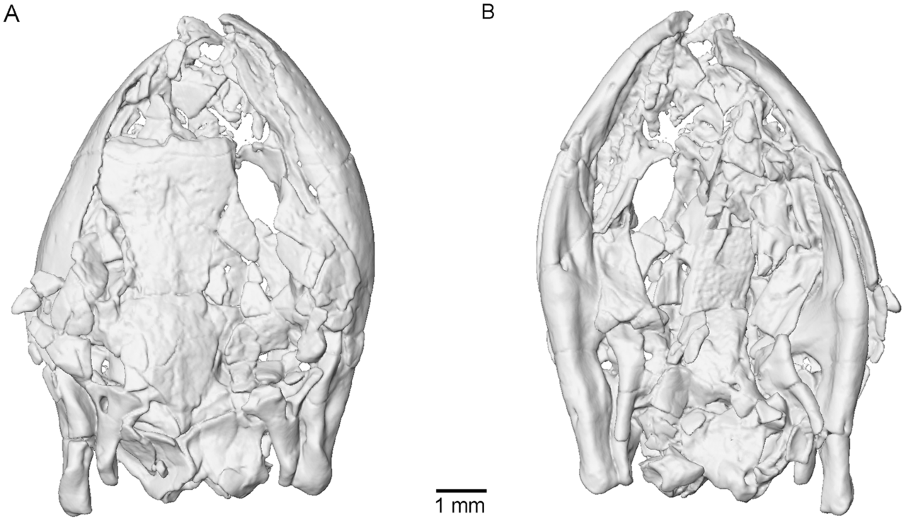 Eocaecilia micropodia reference