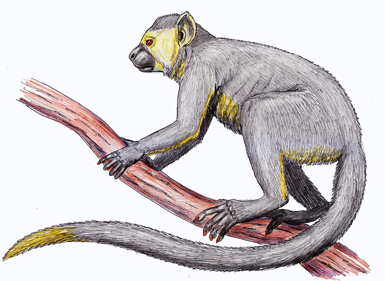 Eosimias sinensis reference