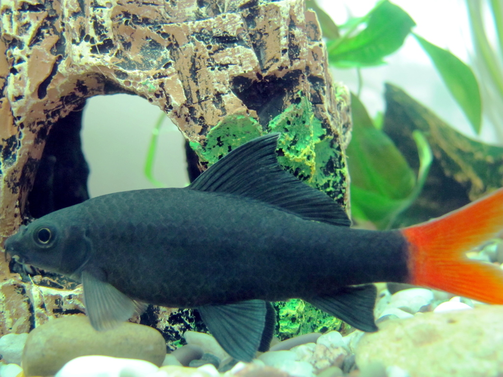 Red-tailed Black Shark reference