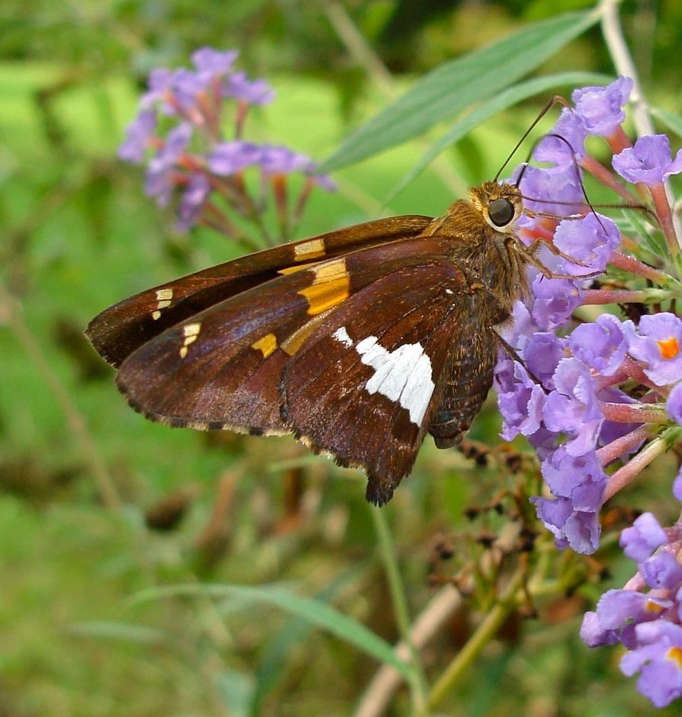 Silver-spotted Skipper reference