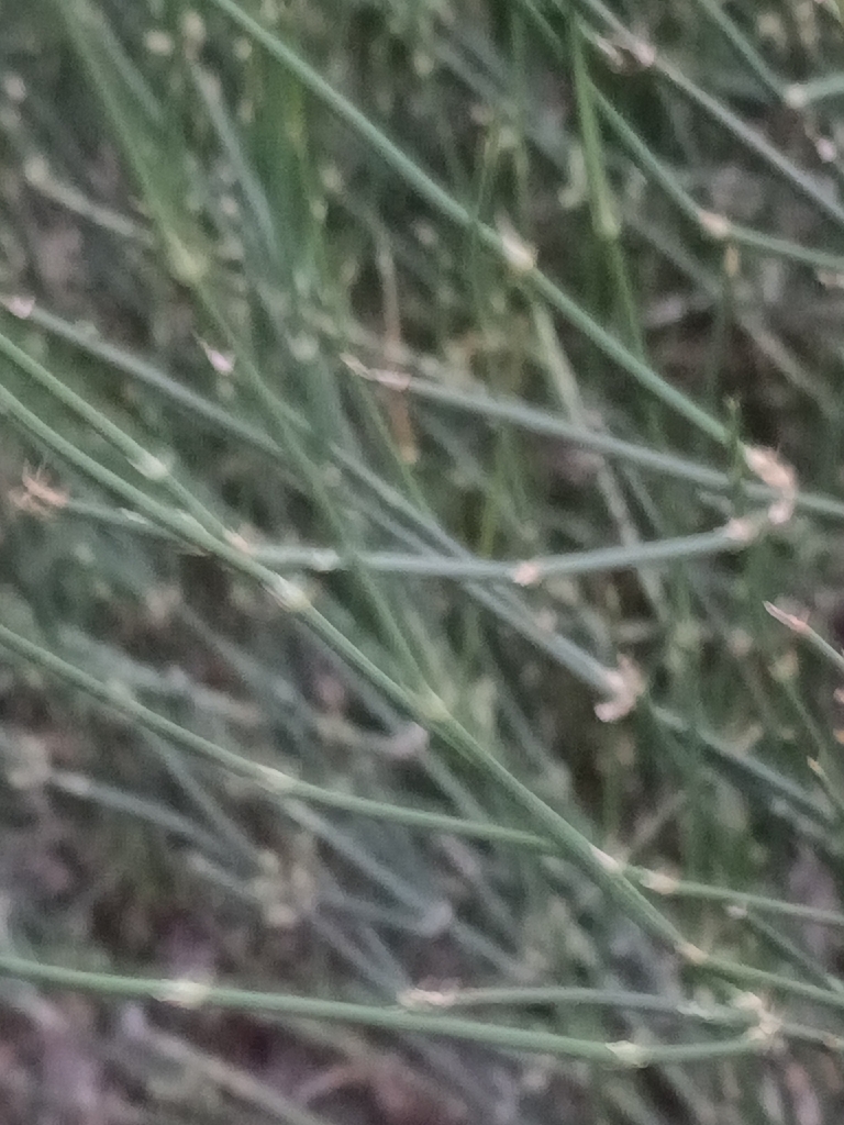 Desert Ephedra reference