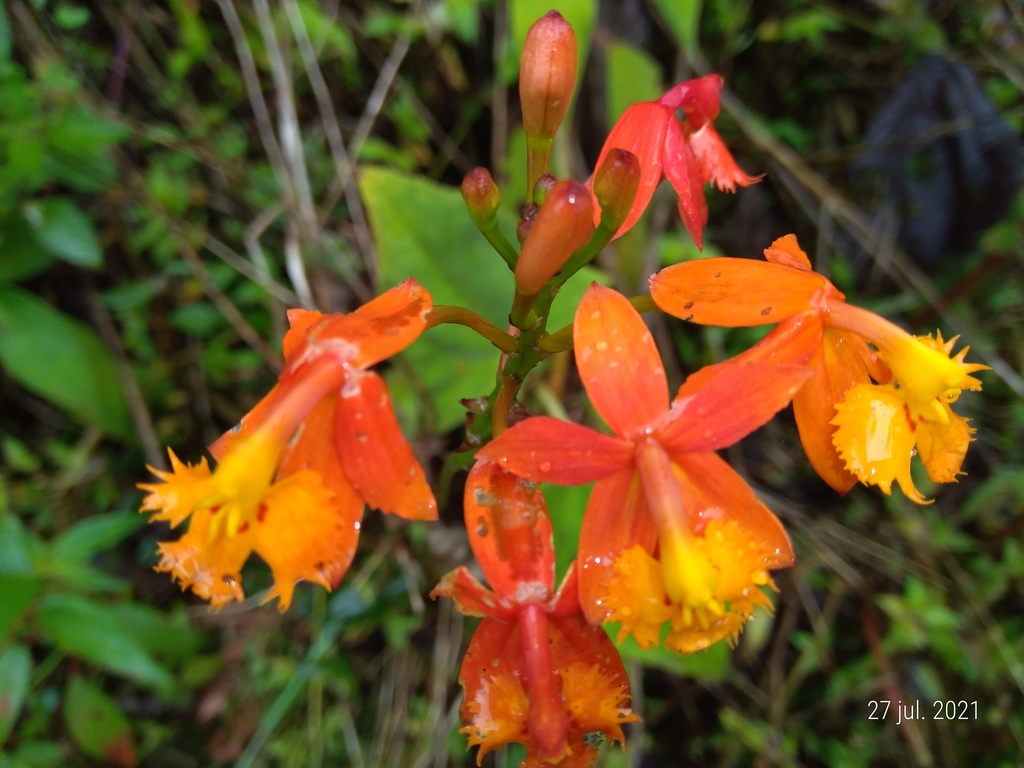 Fire-star orchid reference