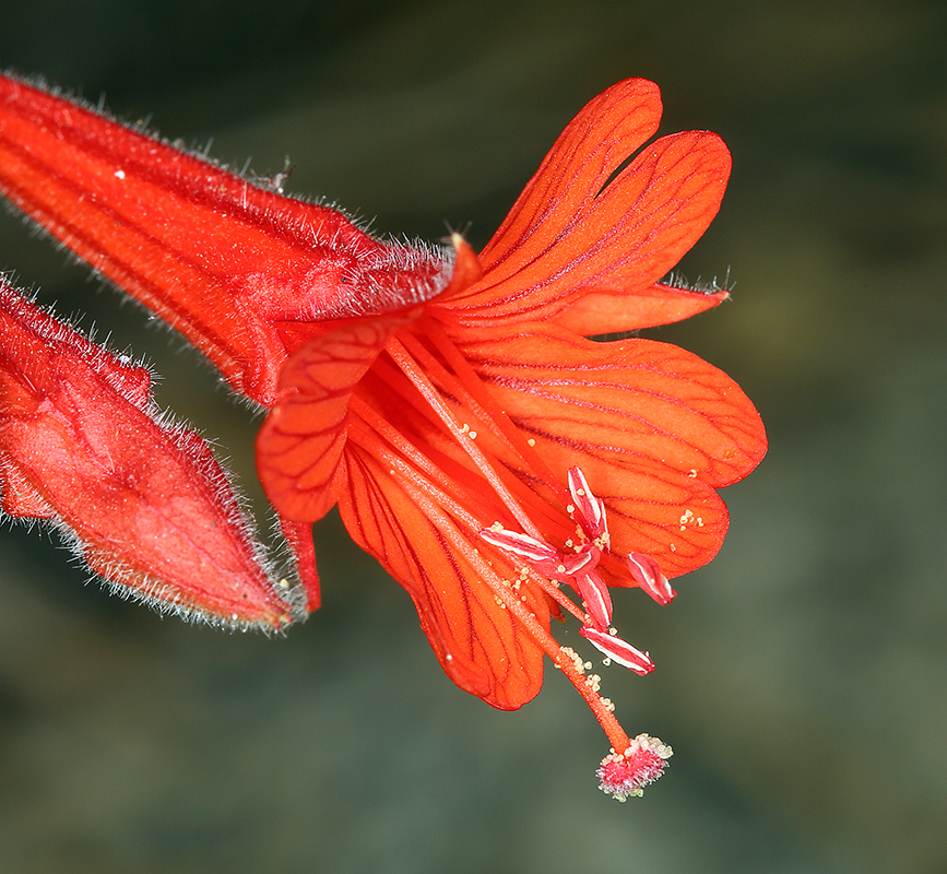 California fuchsia reference