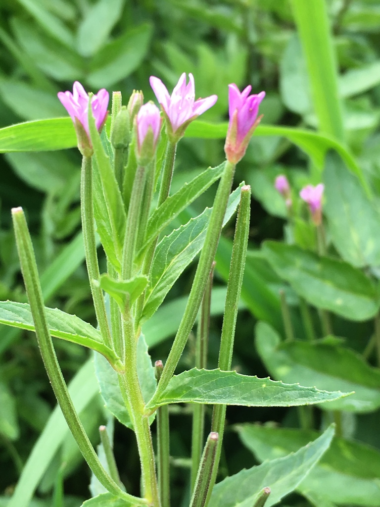 Fringed Willowherb reference