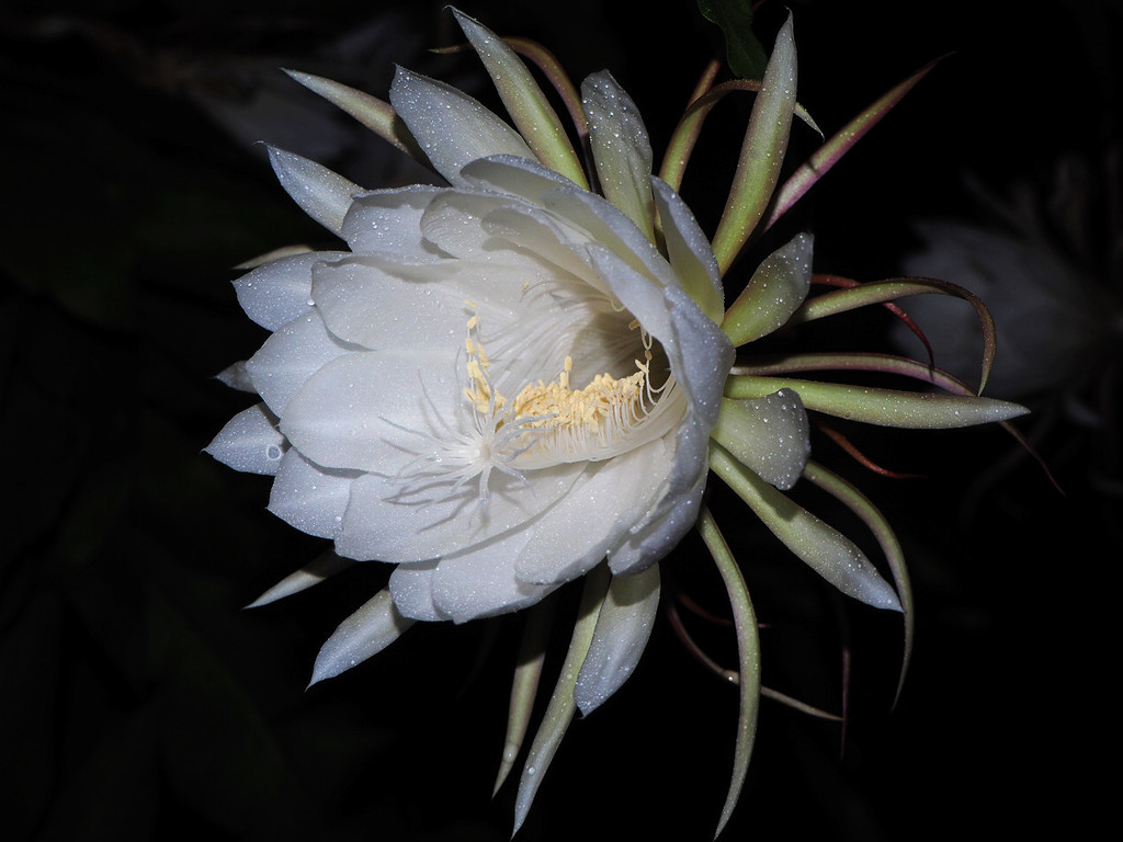 queen of the night reference