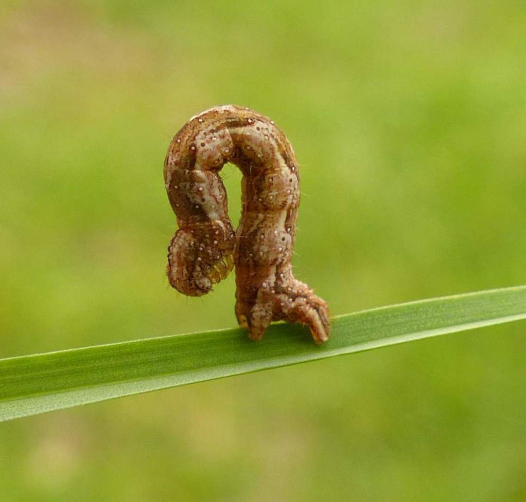 Common Carpet Moth reference