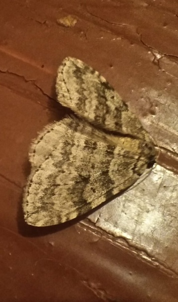 Autumnal Moth reference