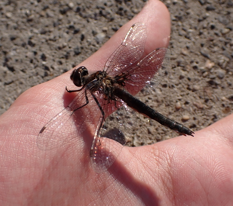 Common Baskettail reference