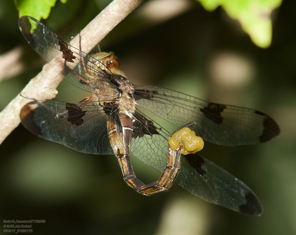 Prince Baskettail reference