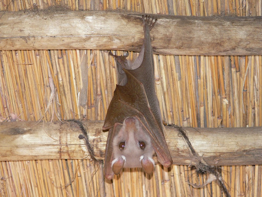 Peters's Epauletted Fruit Bat reference