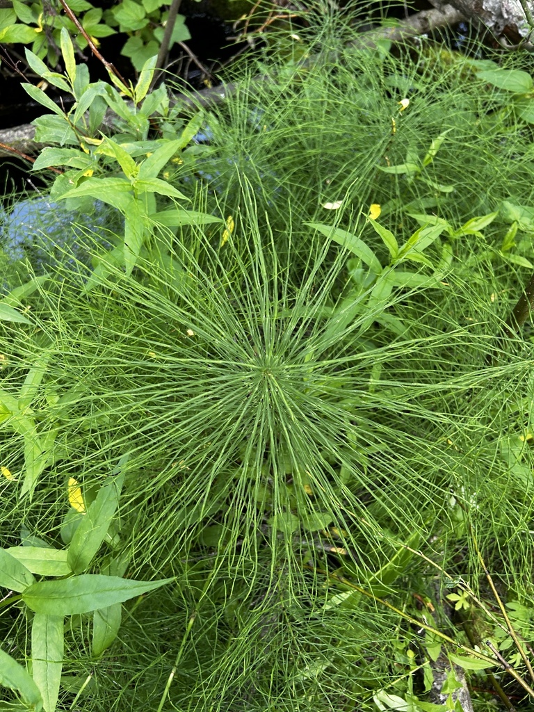 field horsetail reference