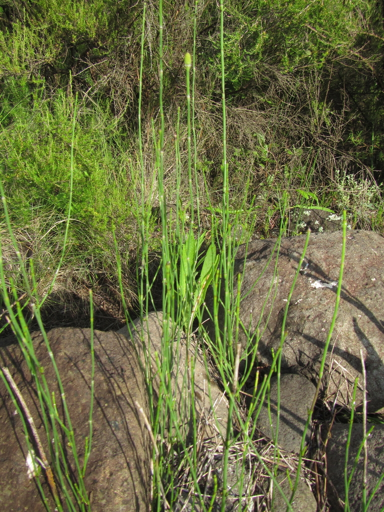 Horsetail Fern reference