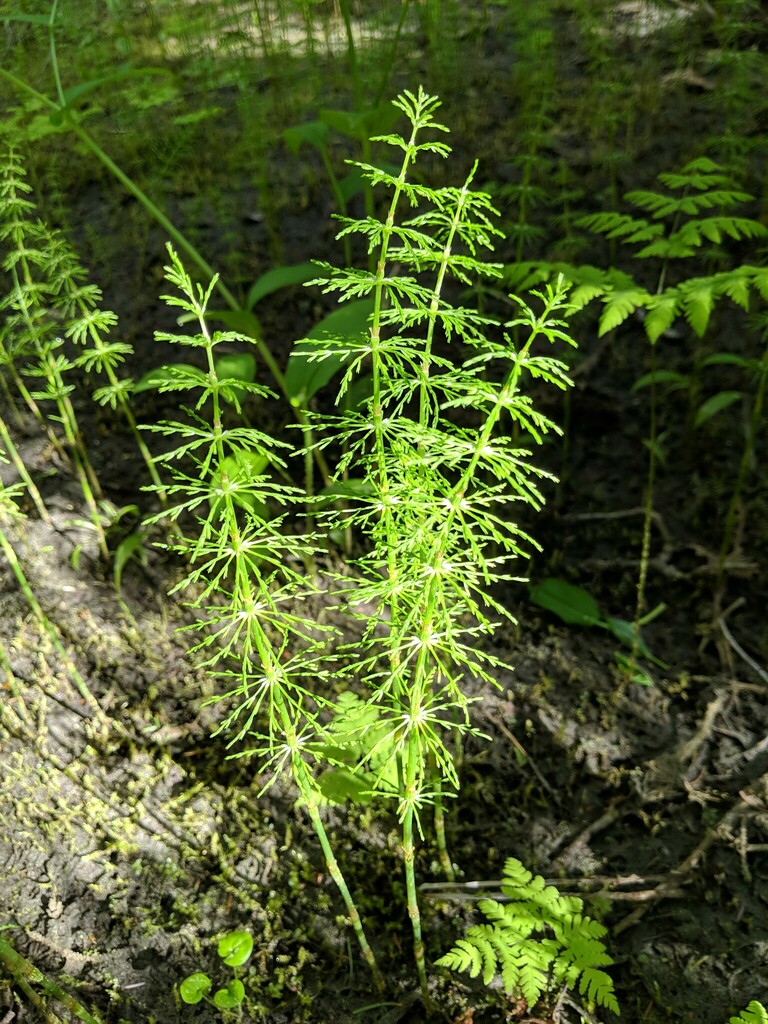 Wood Horsetail reference