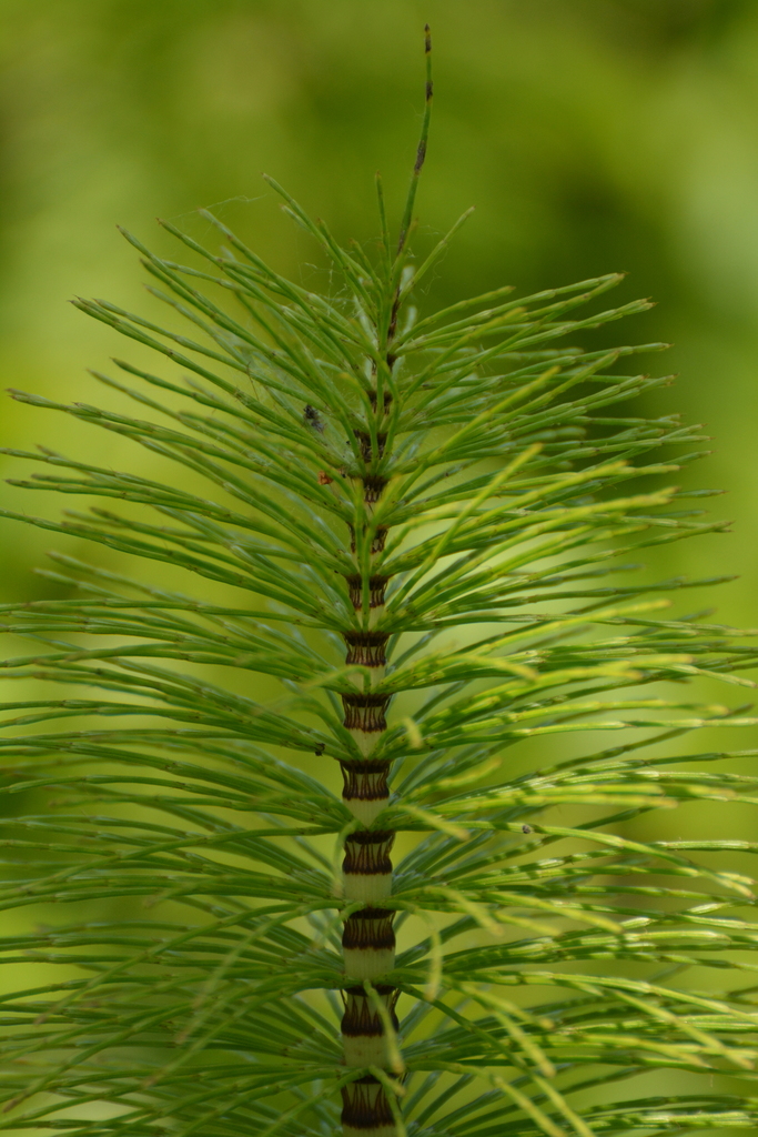 great horsetail reference