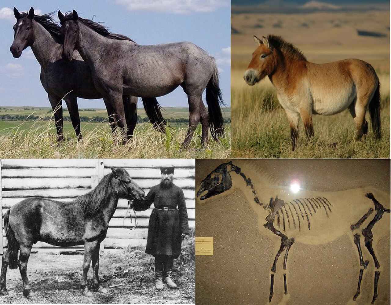 Wild Horse reference