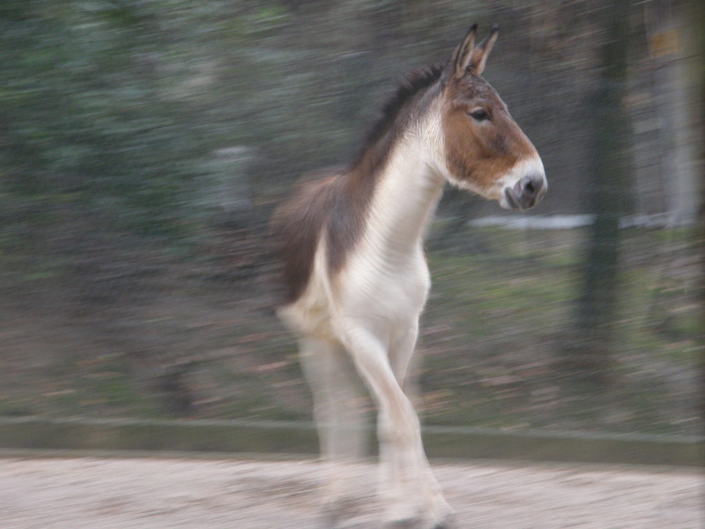 Kiang reference