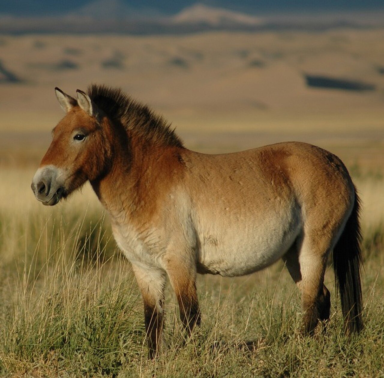 Przewalski's Horse reference