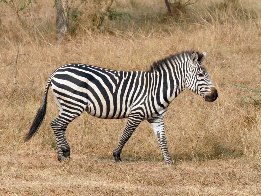 Grant's Zebra reference