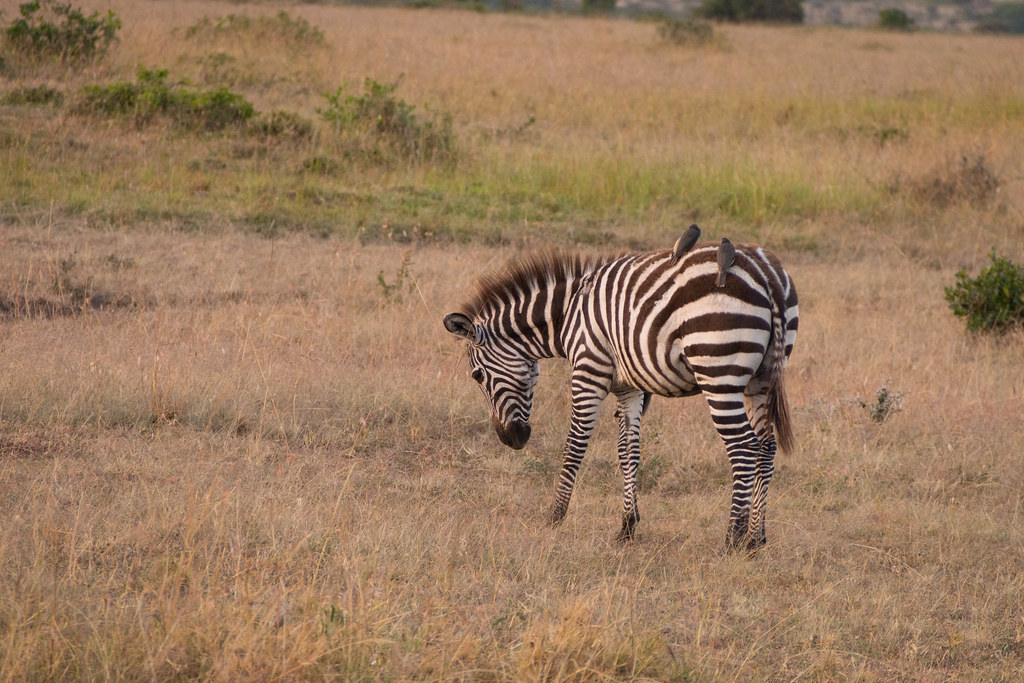 Chapman's Zebra reference