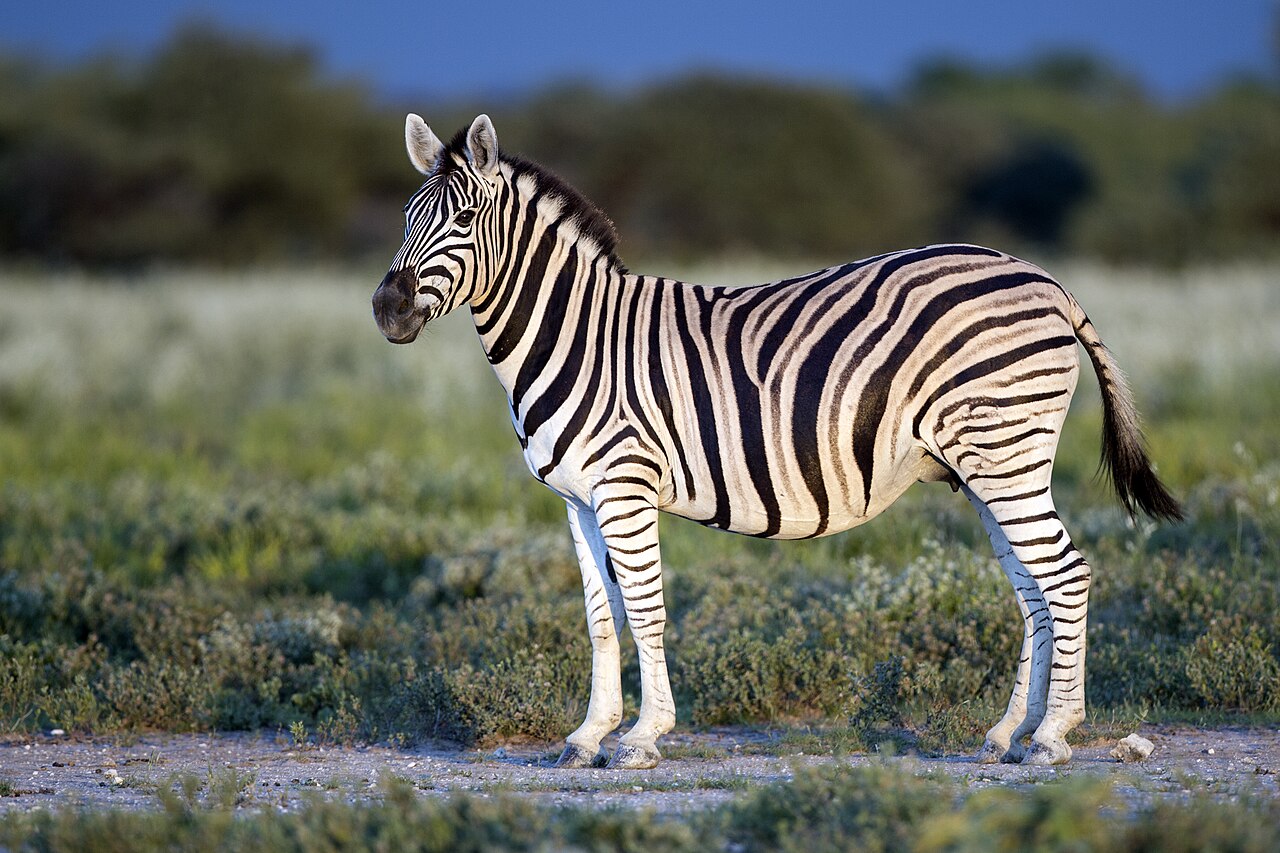 Plains Zebra reference