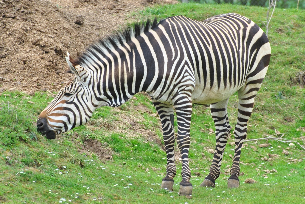 Hartmann's Mountain Zebra reference