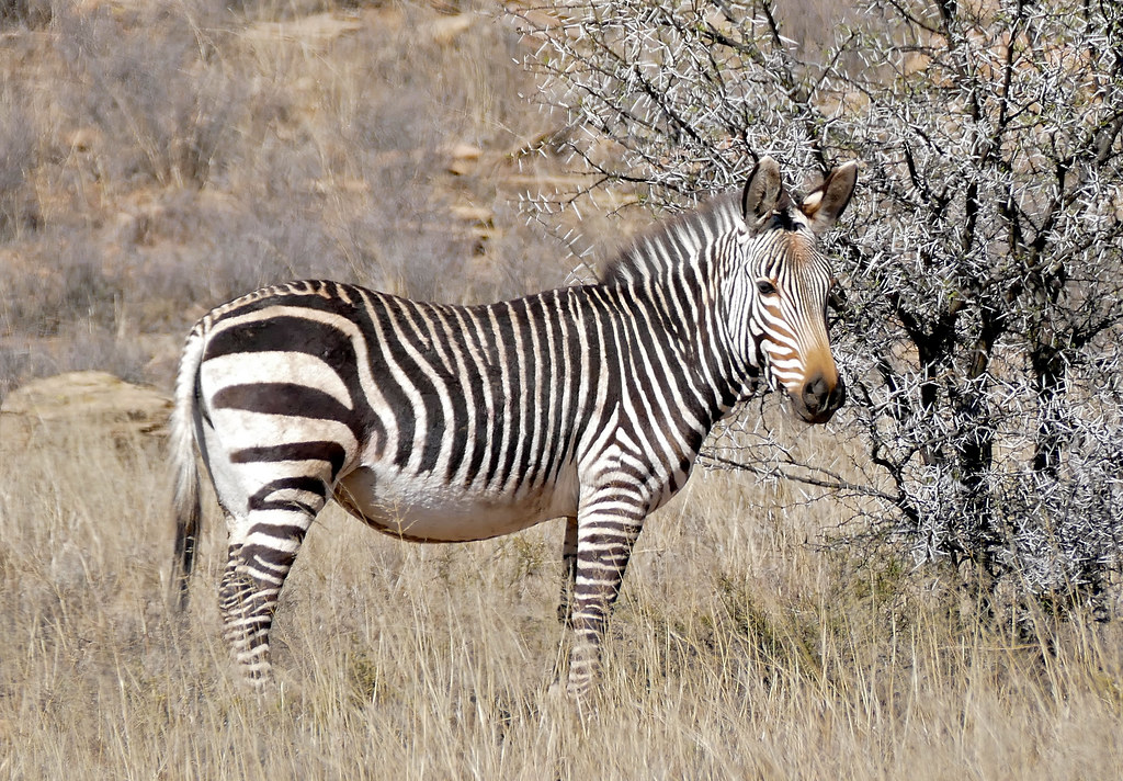 Cape Mountain Zebra reference
