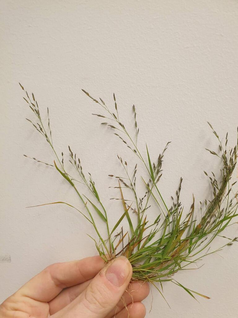 Carolina Lovegrass reference