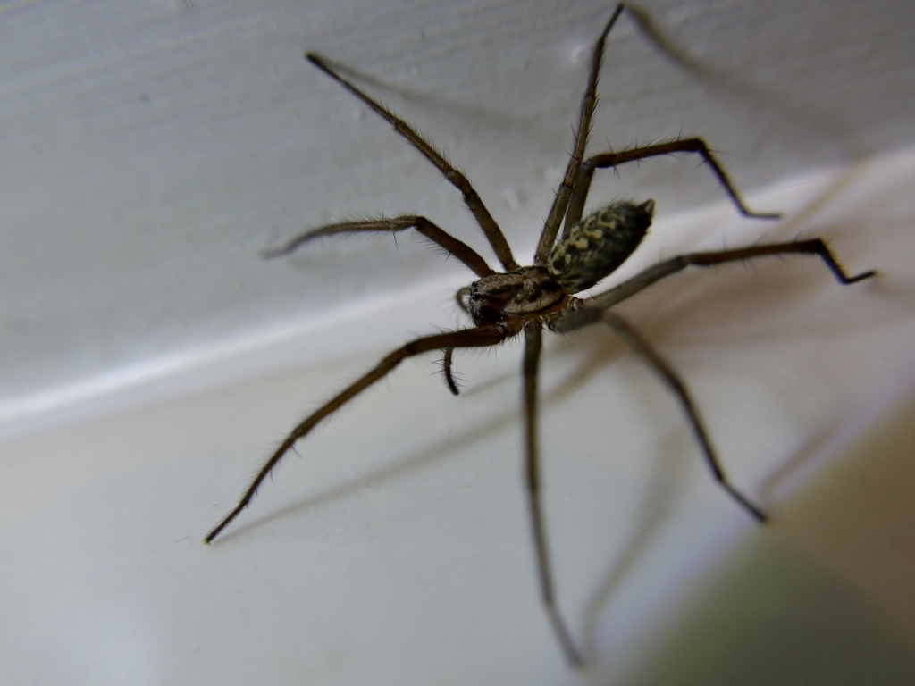 Giant House Spider reference