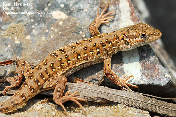 Mongolia Racerunner reference