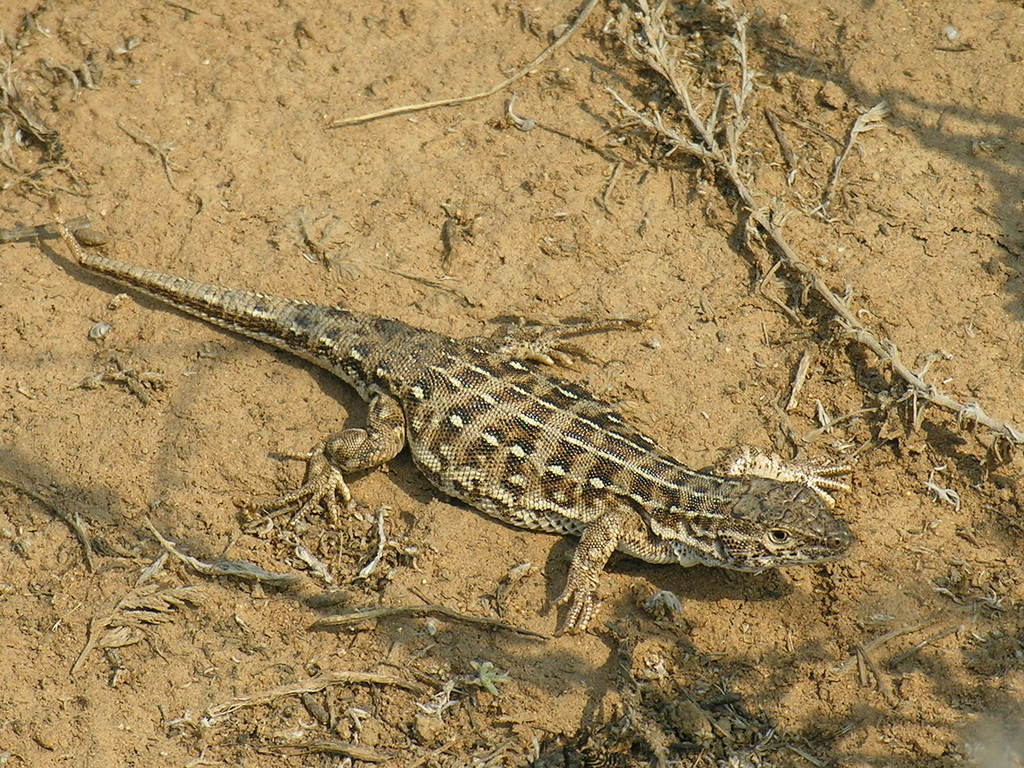 Steppe Runner Lizard reference