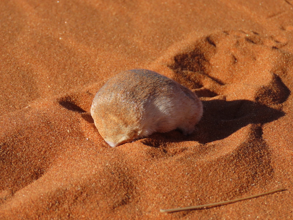 Grant's Golden Mole reference