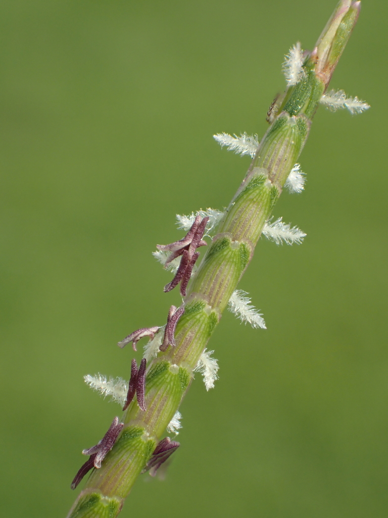 Centipede Grass reference